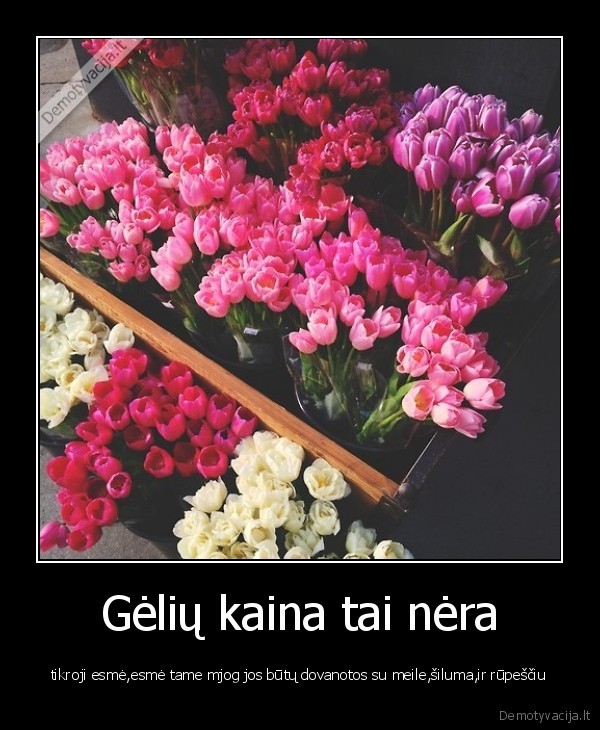 geles,tulpes,meile
