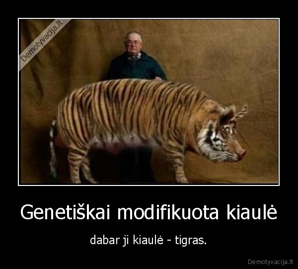 Genetiškai modifikuota kiaulė