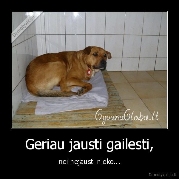gyvunai,gyvenimas