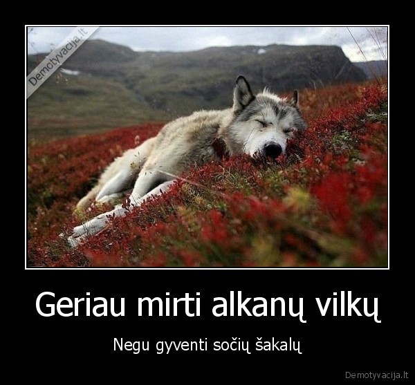 vilkas,mirtis,gyvenimas