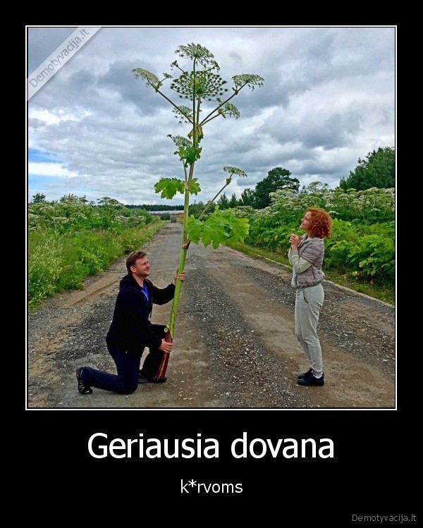 barsciai,dovana,geles