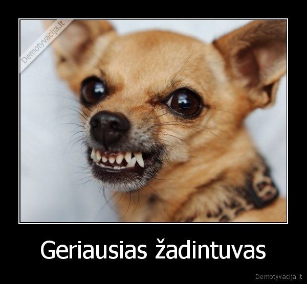 Geriausias žadintuvas