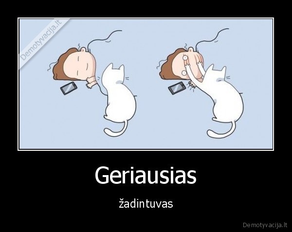 katinas,zadintuvas