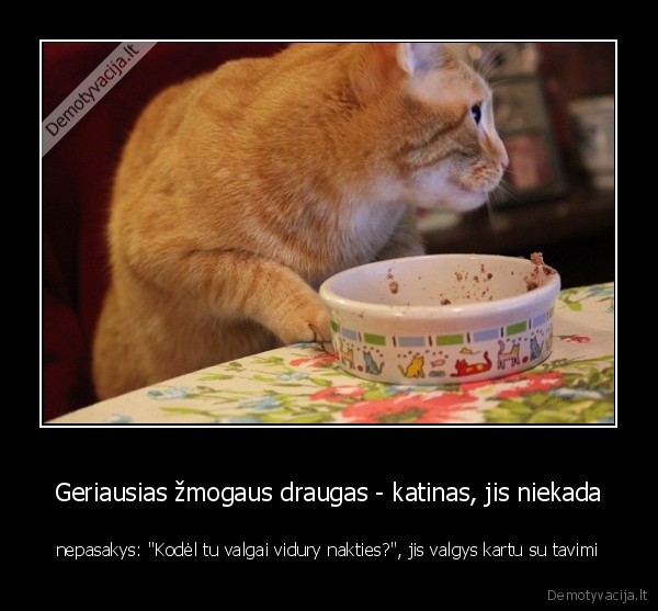 katinas,kates