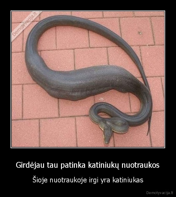 katinas,gyvate,prarijo