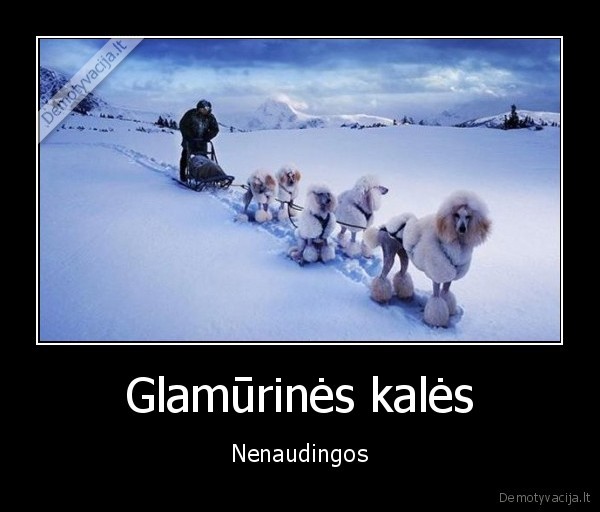 Glamūrinės kalės