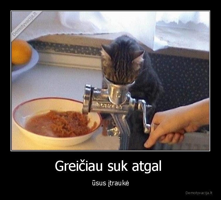 usai,itrauke,usus, itrauke,katinai,kates,gyvunai,augintiniai,smalsumas
