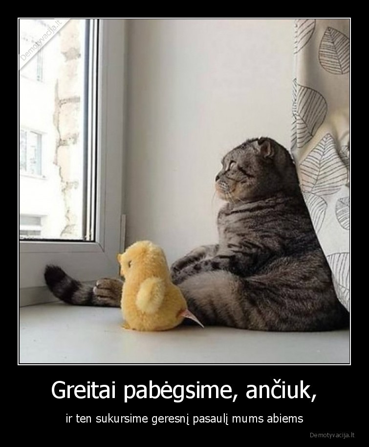 katinas,anciukas,geresnis,pasaulis