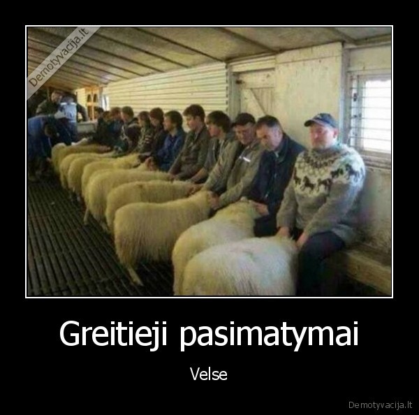 avys,zoofilai,graitasis, pasimatymas