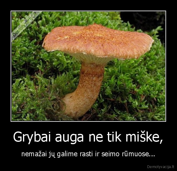 grybai,seimas,rumai,auga