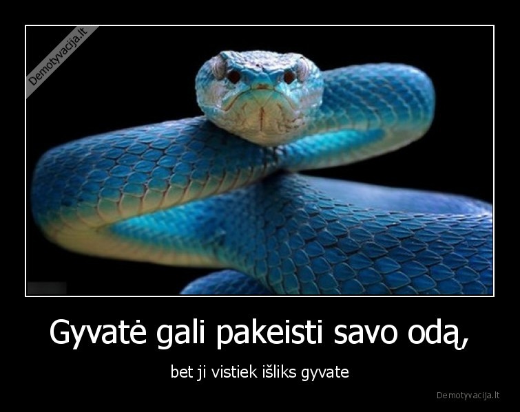 gyvate,oda,charakteris