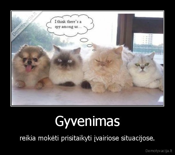 Gyvenimas