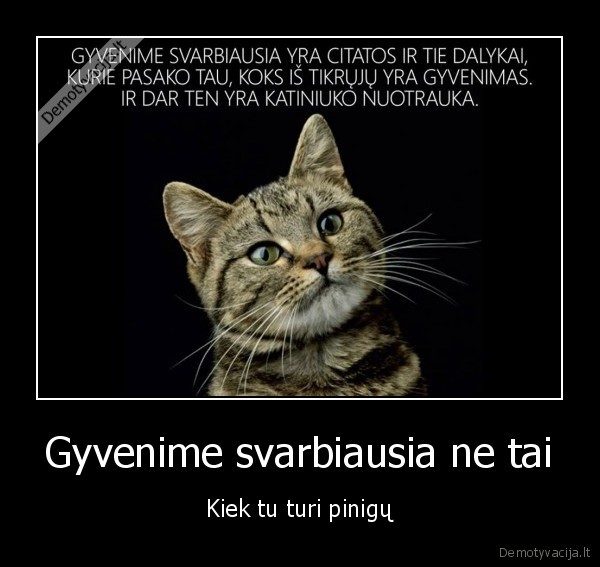 motyvacinis, pranesimas,kaciukas