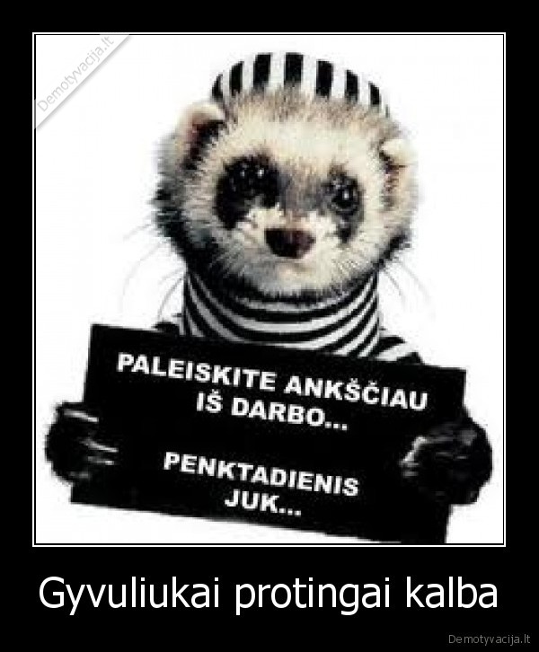 seskas, nori, gert