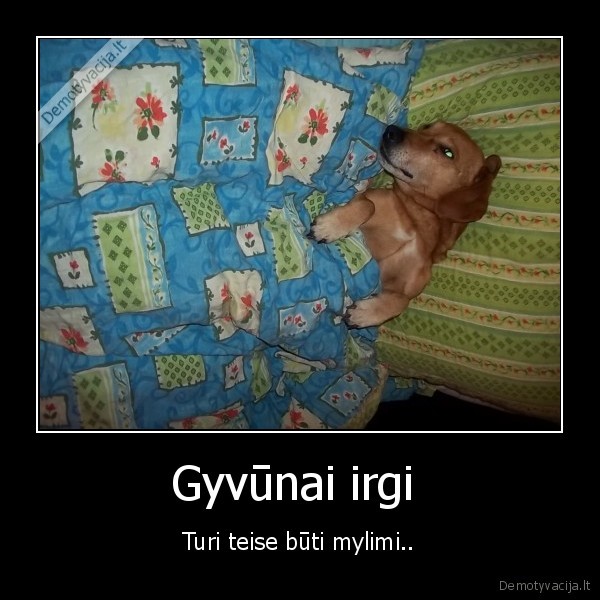 Gyvūnai irgi 