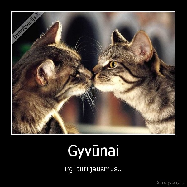 Gyvūnai