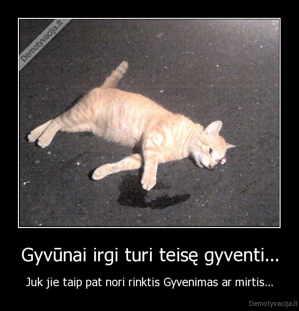 gyvunai,kates,mirtis