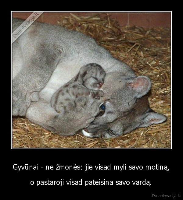 gyvunai,zzmones,motina,mama