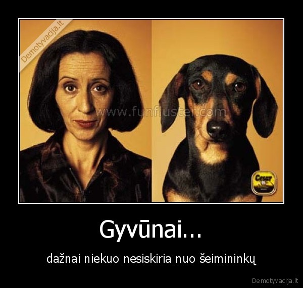 gyvunai