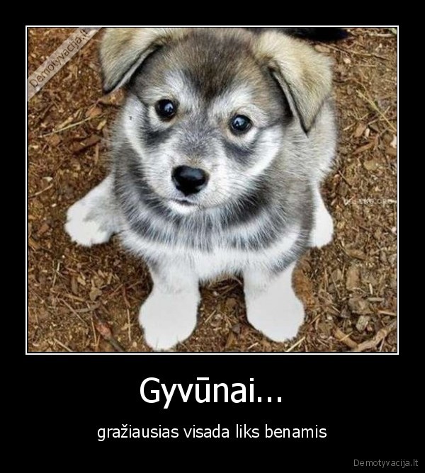 Gyvūnai...