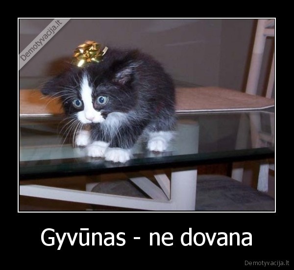 gyvunas,dovana,kaciukas,nelaime