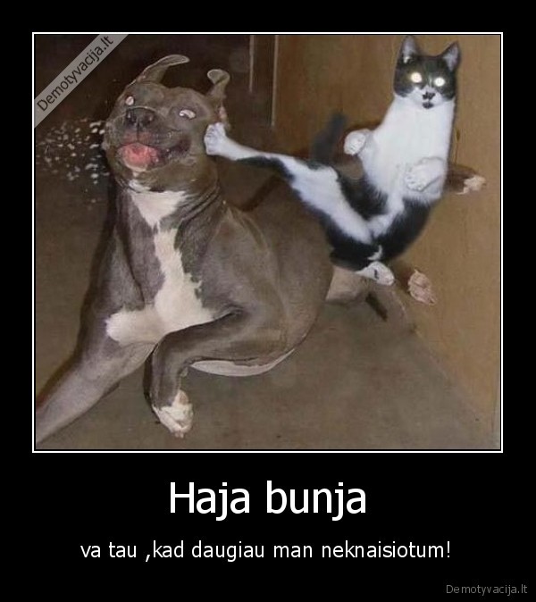 Haja bunja