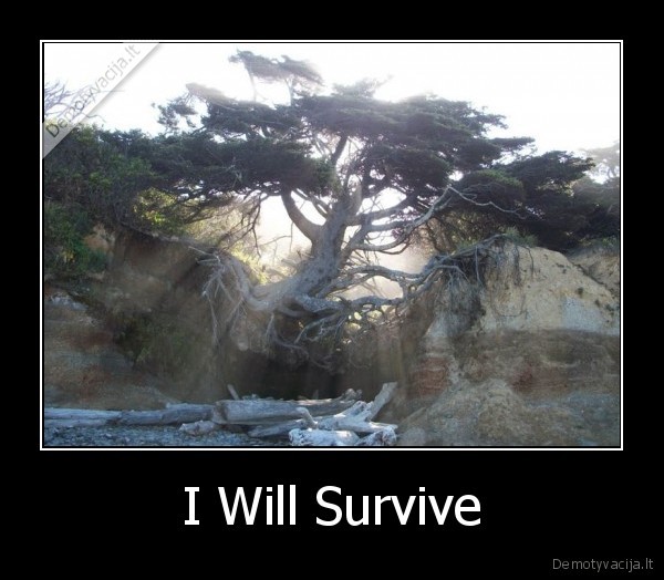 I Will Survive