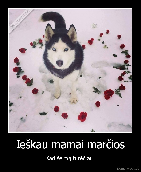 Ieškau mamai marčios