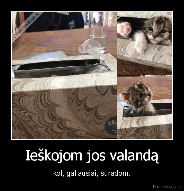 kate,katinas,slepynes