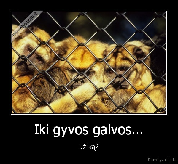 Iki gyvos galvos...