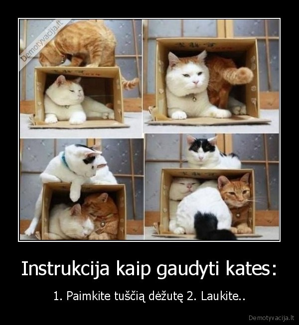 Instrukcija kaip gaudyti kates: