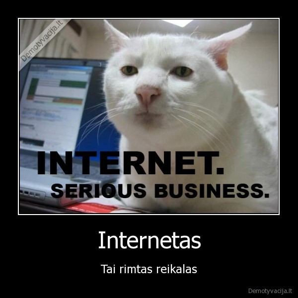 internetas, kate, cat, lolcat, serious