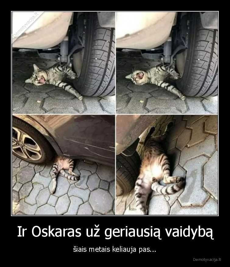 katinas,vaidina,ratas