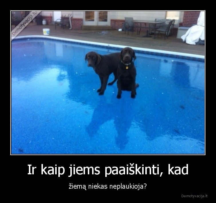 ziema,baseinas,sunys,paaiskinti