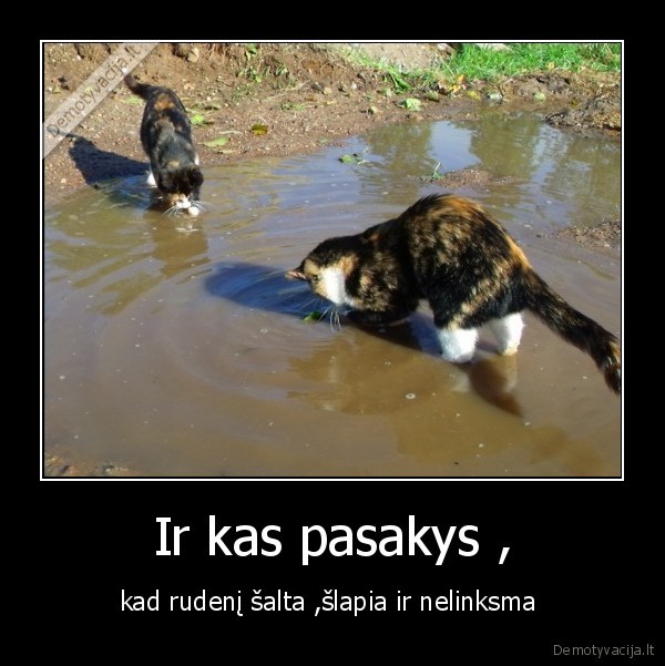 kates,slapia,ruduo
