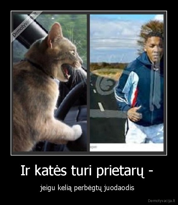Ir katės turi prietarų - 