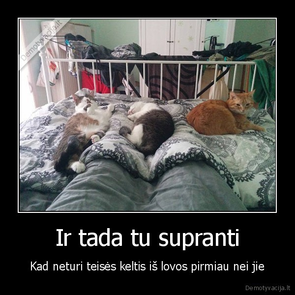 kates,katinai,rytas
