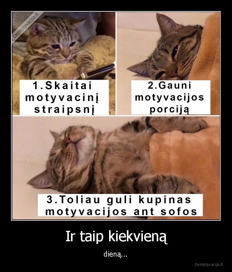 motyvacija,katinas,veiksmai