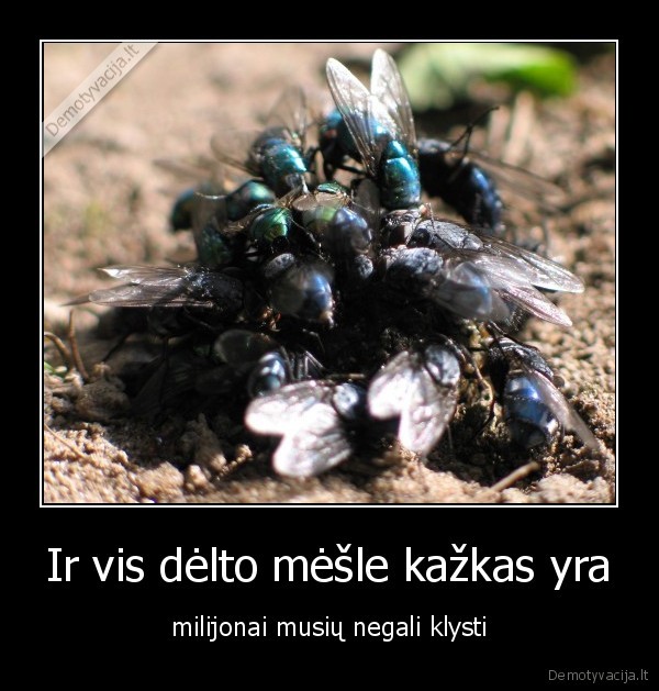 muse,meslas
