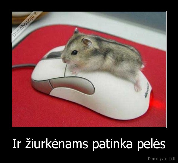 ziurkenas,pele