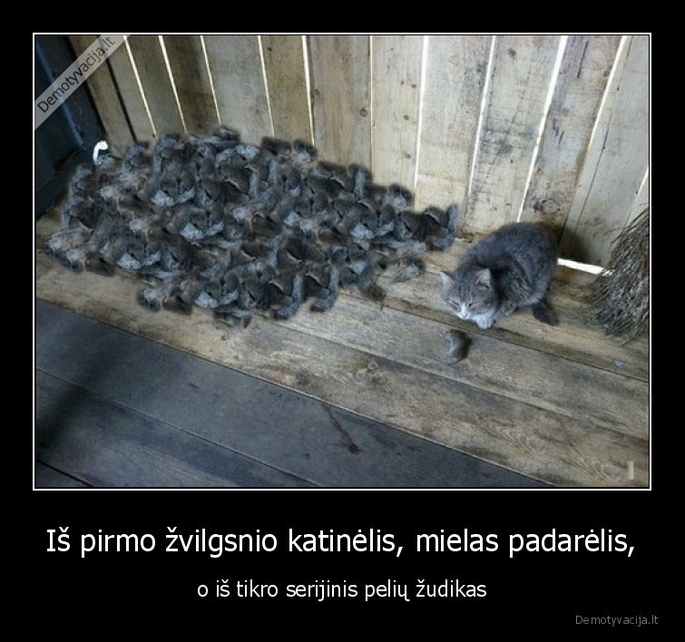 katinas,mielas,zudikas,serijinis,peles