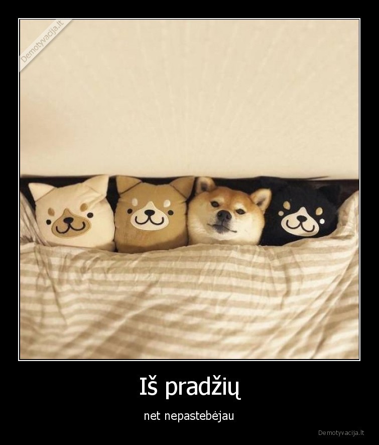 sunys,augintiniai,nepastebejau