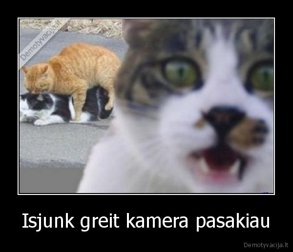 morchius