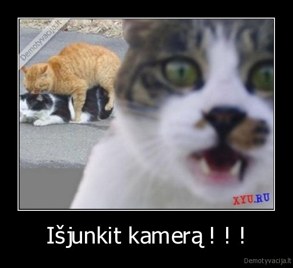 storos, kates, pisas,katinas,seksas