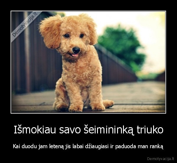 Išmokiau savo šeimininką triuko