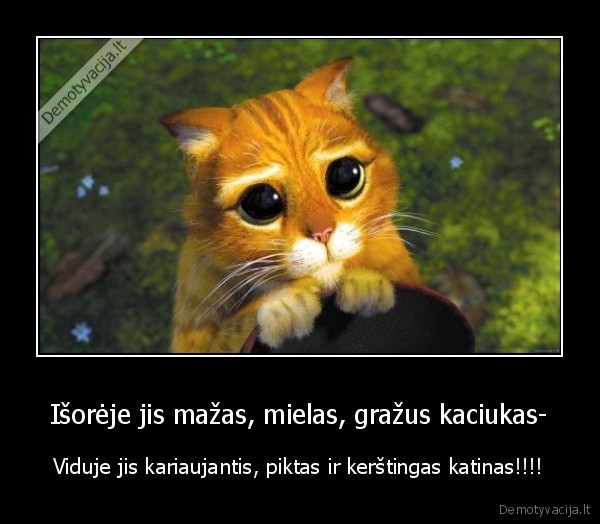 Išorėje jis mažas, mielas, gražus kaciukas-