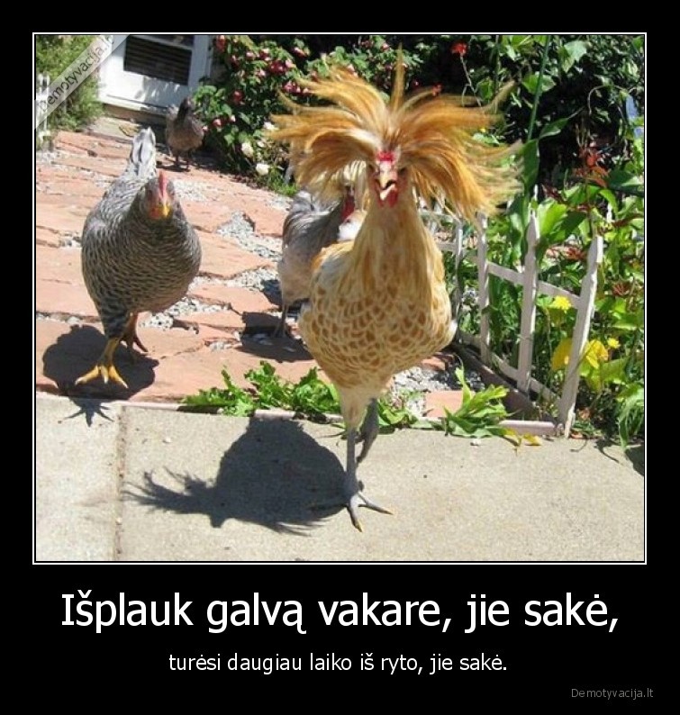 galva,plaukai,vakaras,rytas
