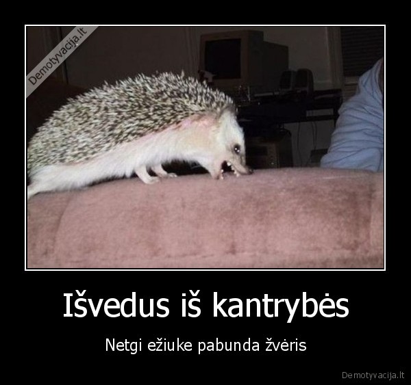 Išvedus iš kantrybės