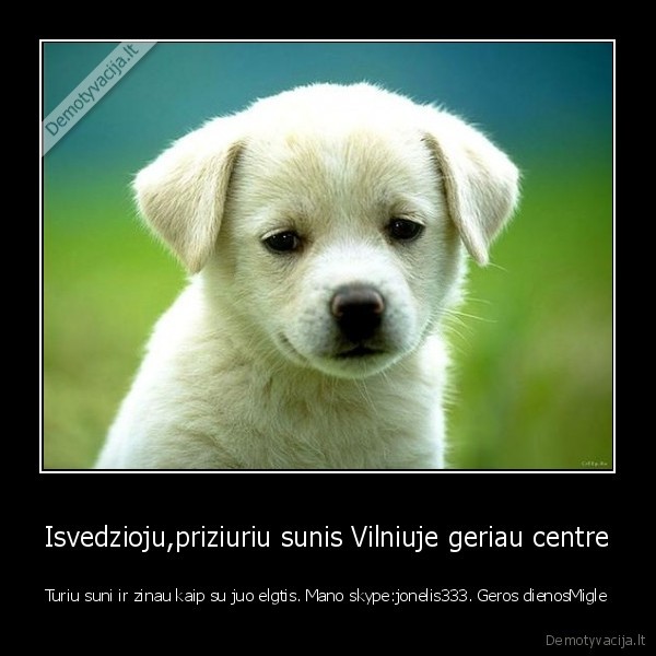 jei, isvaziave, as, galiu, but, reikalingas, arba, kai, neturit, laiko, vedziojimui