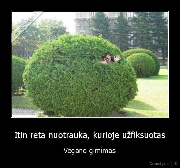 veganas,krumas